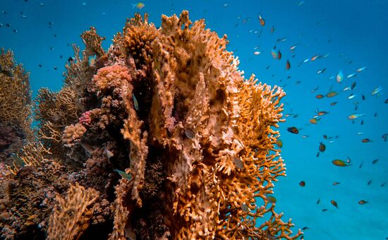 Promosyon Sharm El Sheikh Turu Ajet ile 4 Gece Transfer Saatine Kadar Otel Kullanımlı